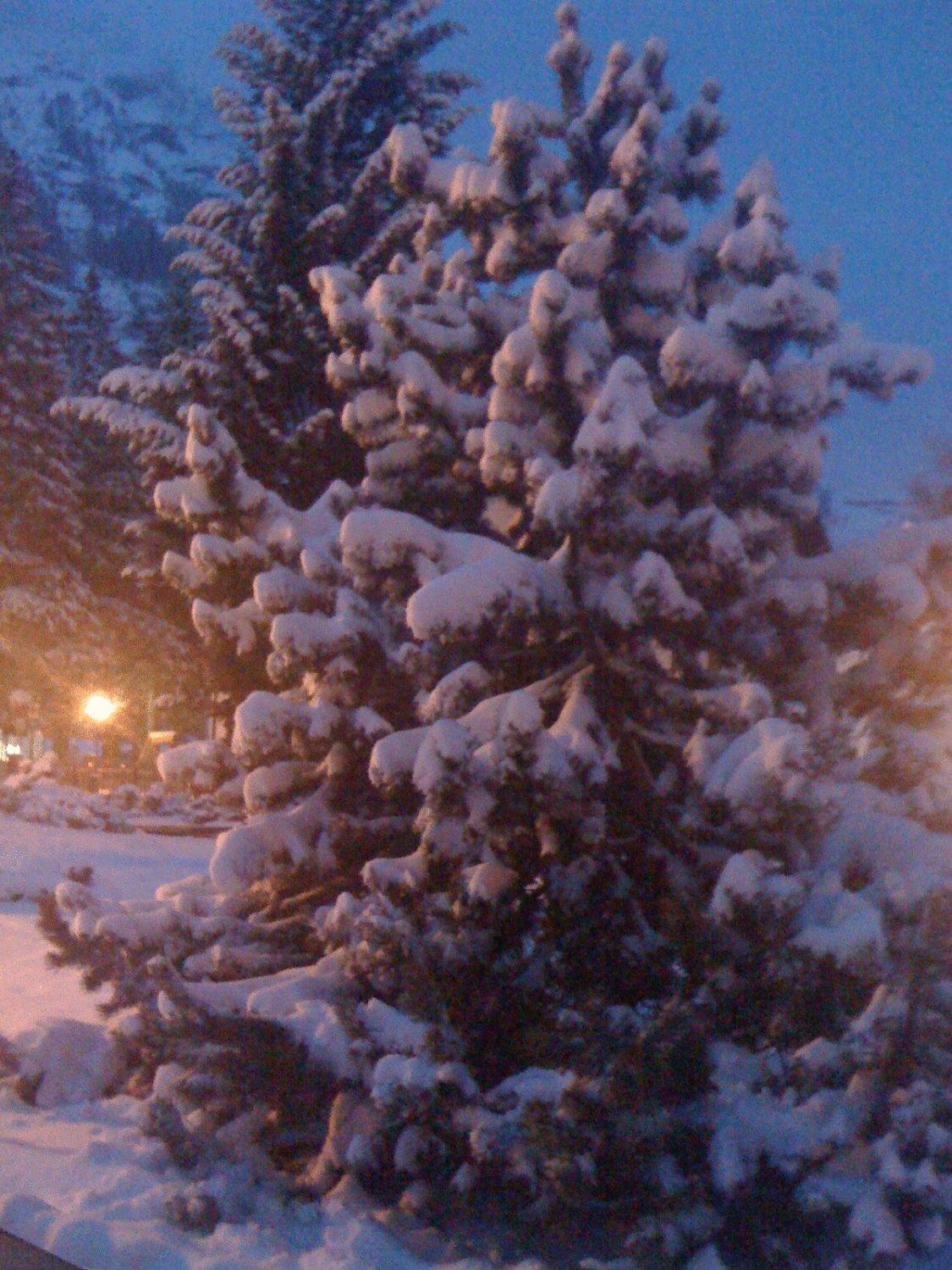 Albergo Alpenrose Ski&Bike Mountain Hotel Gressoney-Saint-Jean Dış mekan fotoğraf